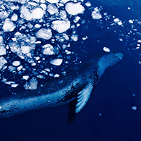 Leopard seal under the brash